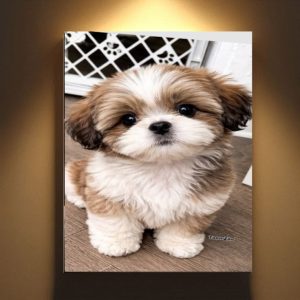تابلو شاسی عکس شیتزو تریر کد ۱۵ی